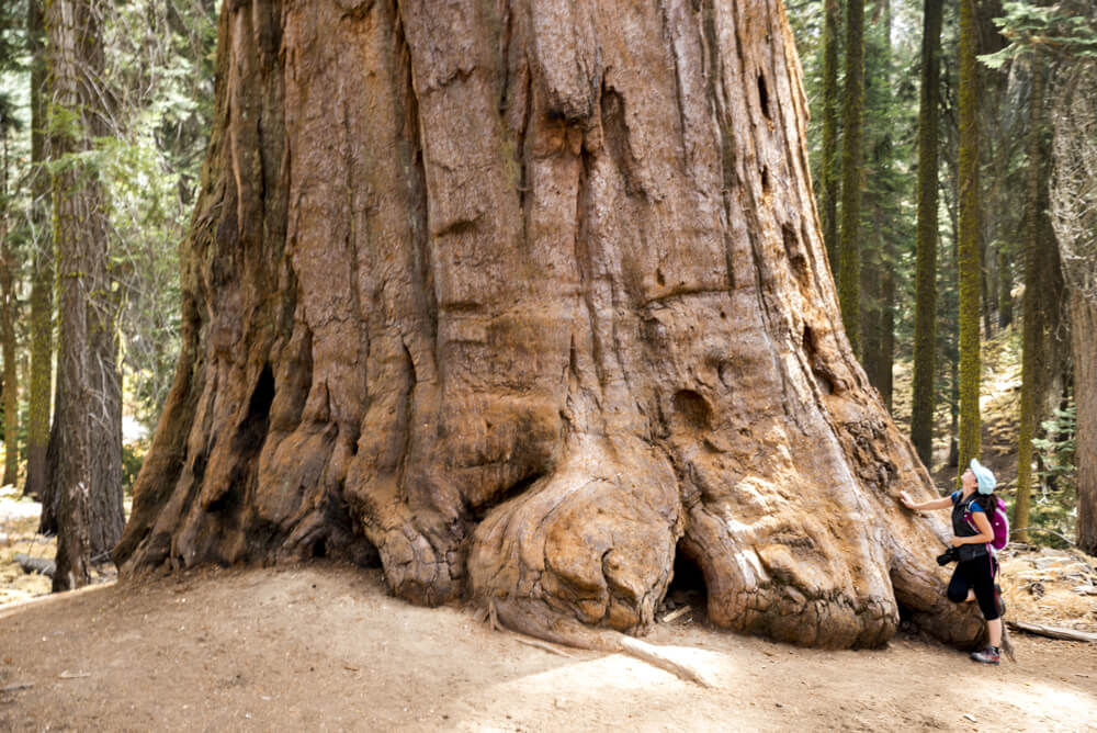 Peto največje drevo na Zemlji odslej varno pred drvarji