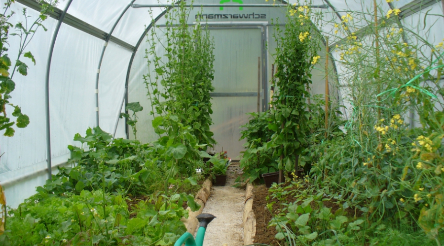 Hobi rastlinjak za vsako gospodinjstvo