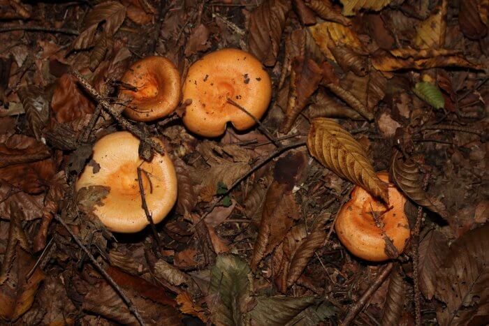 Sirovke - gobe za sladokusce