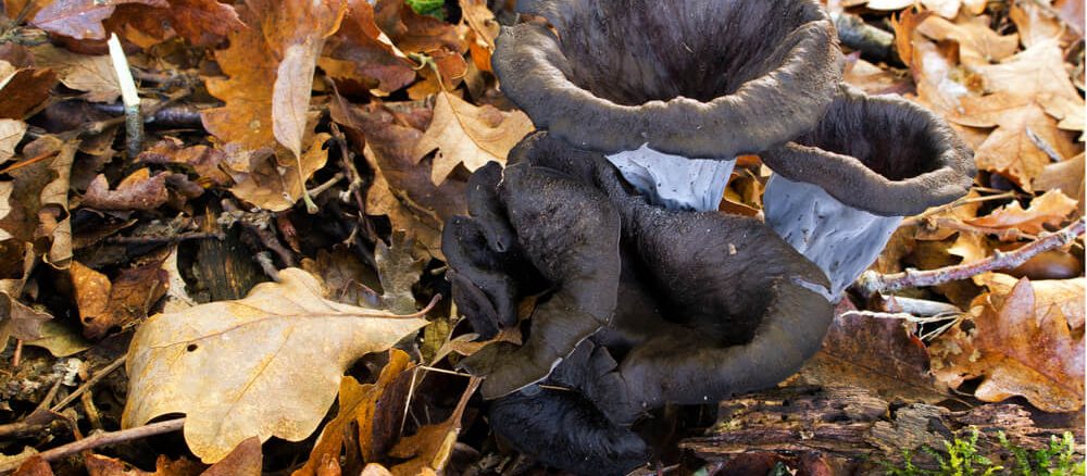 Črna ali mrtvaška trobenta - goba za začimbo marsikatere jedi