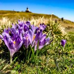 Žafran - čudovit okras v naravi in hkrati draga začimba