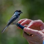 Nova številka Ornitofon - telefon za pomoč pticam