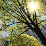 Javnost se zaveda koristi mestnih dreves in podpira ukrepe za drevesa