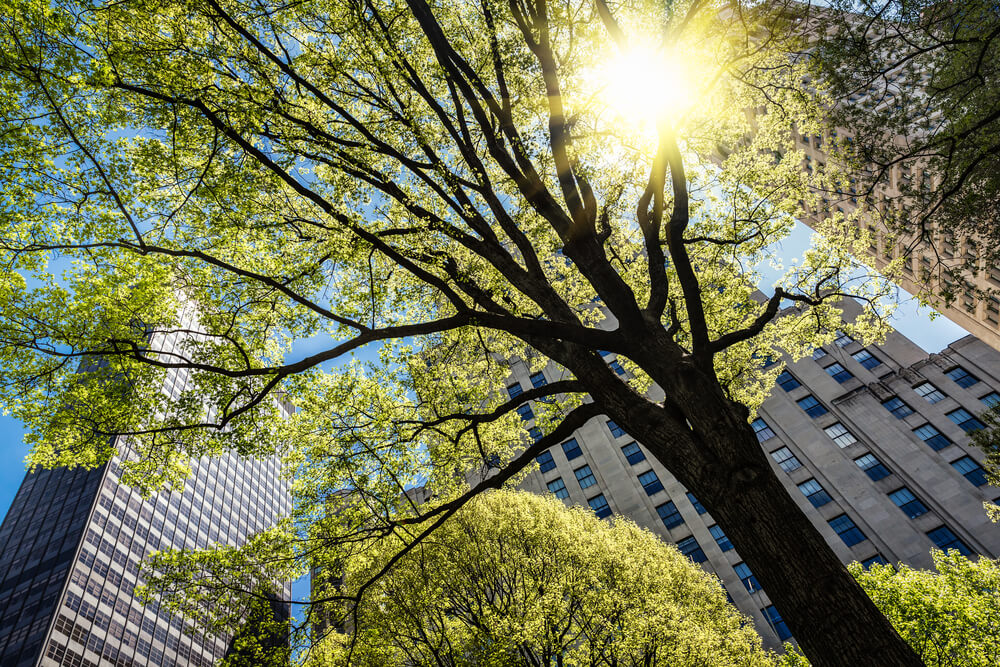 Javnost se zaveda koristi mestnih dreves in podpira ukrepe za drevesa