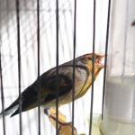 Prostoživeče ptice sodijo v naravo in ne v ujetništvo