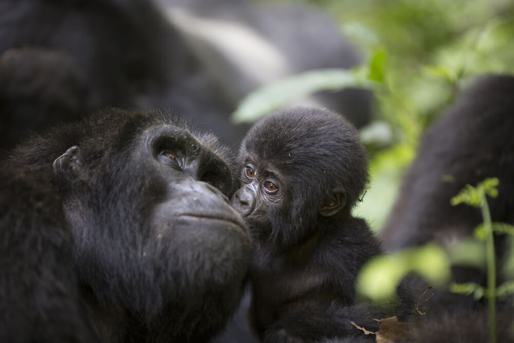 V parku Virunga skotena prva letošnja nižinska gorila