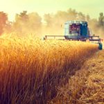 Pšenica – koliko jo Slovenija pridela, koliko uvozi in koliko izvozi?