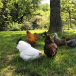 Nam bodo prepovedali lastništvo kokoši za samooskrbo z jajci?