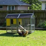 Reja kokoši na domačem vrtu za samooskrbo – kaj vse moramo vedeti?