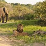 Divjega lovca v narodnem parku ubil slon - nato pa ga je lev še pojedel