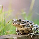 FOTO: To je 13 vrst žab, ki živijo v Sloveniji (vse so ogrožene in zaščitene) FOTO: To je 13 vrst žab, ki živijo v Sloveniji (vse so ogrožene in zaščitene)