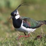 Projekt ŽivoLjub na Ljubljanskem barju ščiti 14 vrst