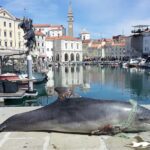 Mreža nazadnje usodna za mlado delfinko Mreža nazadnje usodna za mlado delfinko