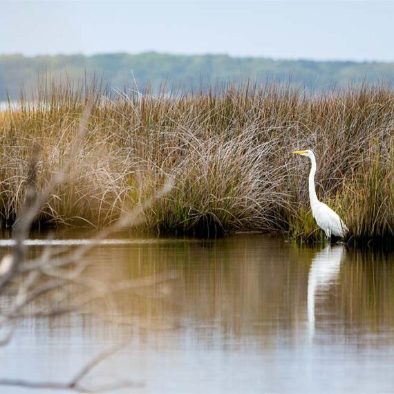 mokrišča v sloveniji obnova mokrišč