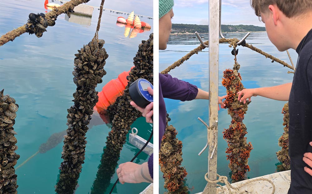 Znane prve ugotovitve o množičnih poginih klapavic v Jadranu