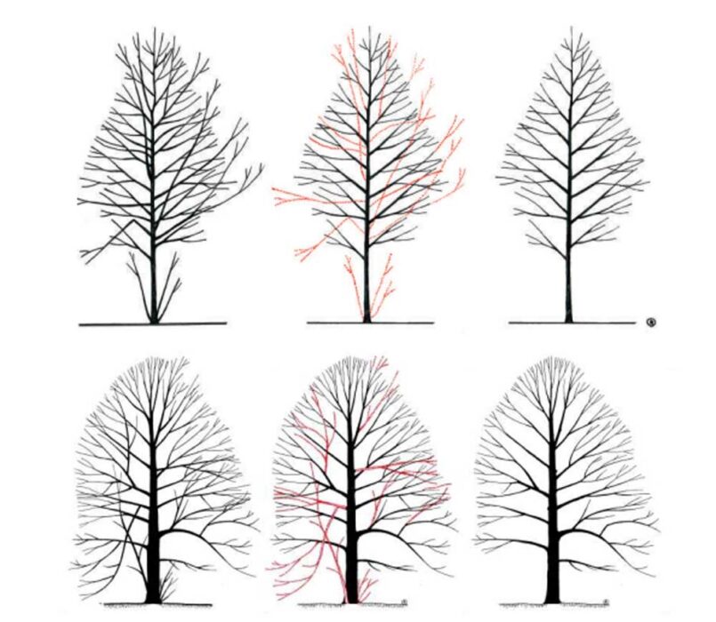 DrevoRez: Strokovna skrb za drevesa in njihov življenjski prostor