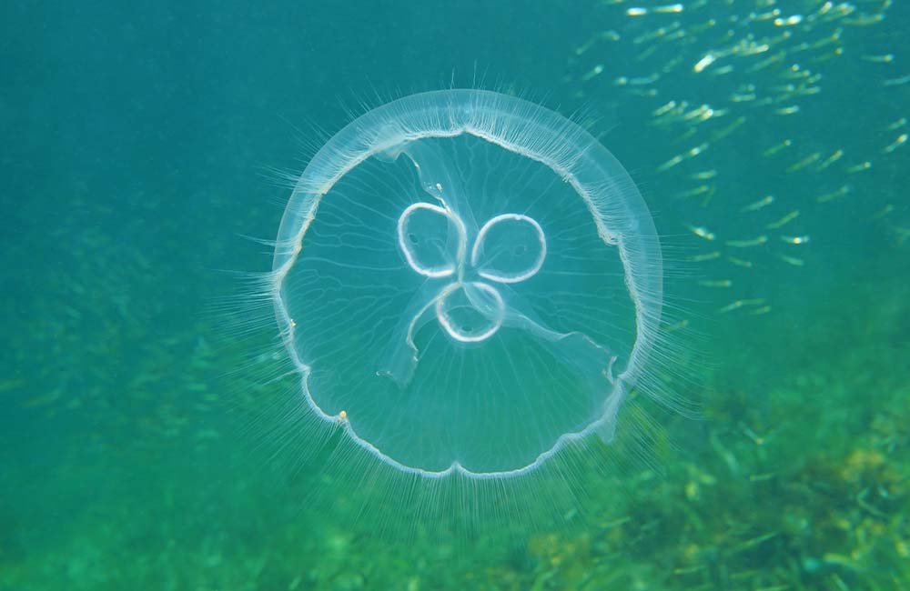 Tržaški zaliv preplavile meduze: kaj to pomeni za Jadran poleti in Jadran prihodnosti?