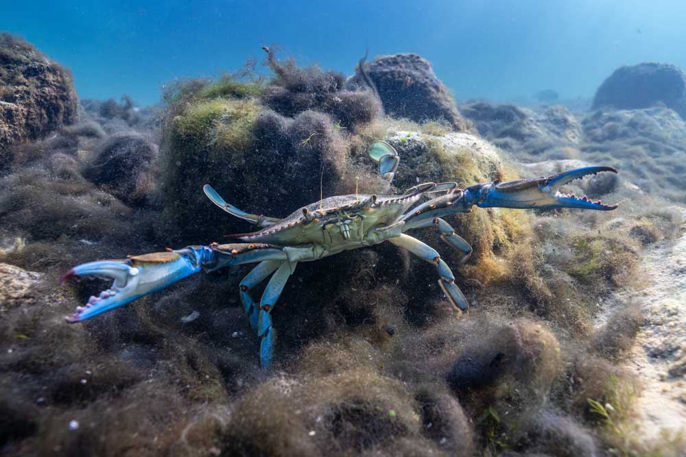 Morske nevarnosti Jadrana niso le meduze: invazivne vrste (4. del)
