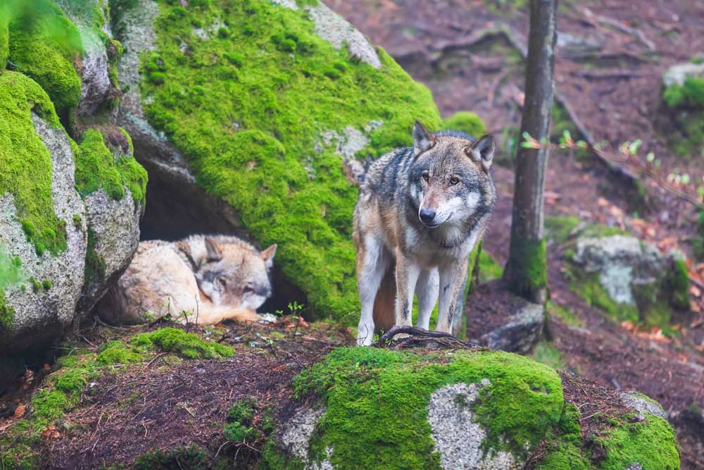 Obnova rek, sobivanje z medvedi in vključevanje mladih: kakšna bo prihodnost slovenske narave?