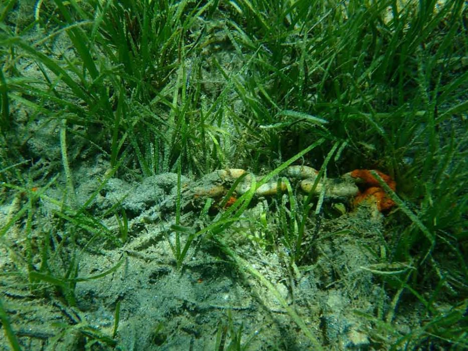 Nevarnosti Jadranskega morja: Najbolj ga ogroža človek