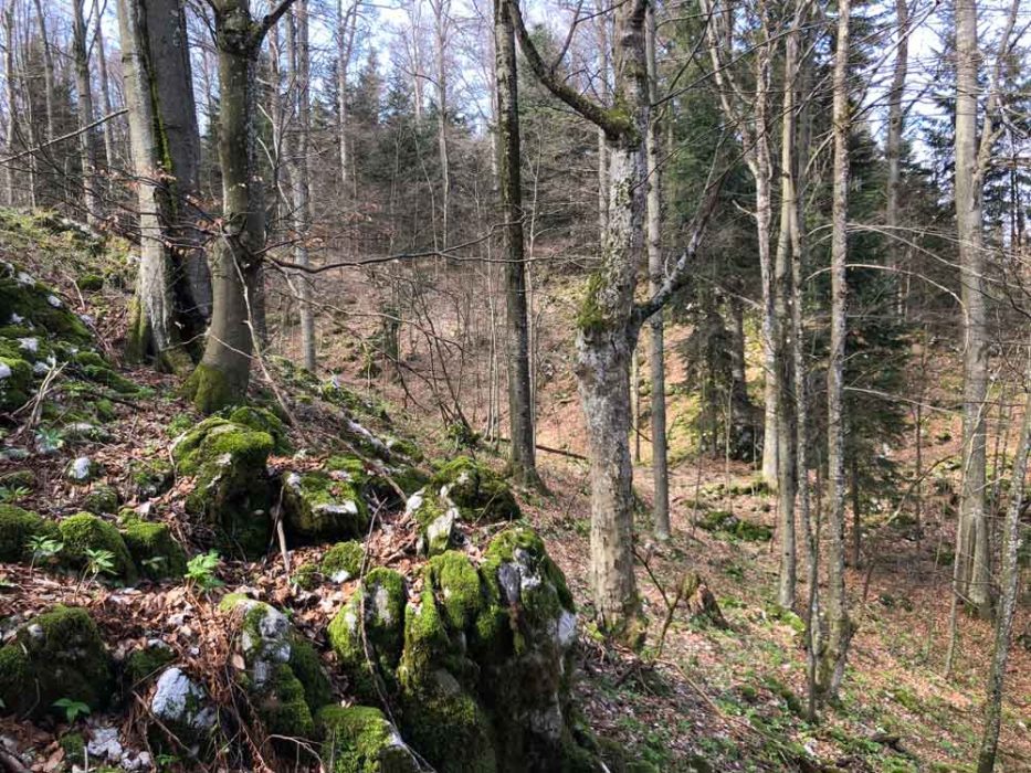 Sove z novo metodo popisovanja razkrile skrivnosti slovenskih gozdov