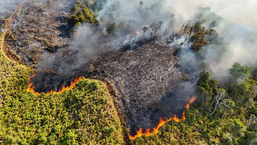5 pojavov, ki jih je povzročil letošnji »super« El Niño – med drugim zacvetela puščava