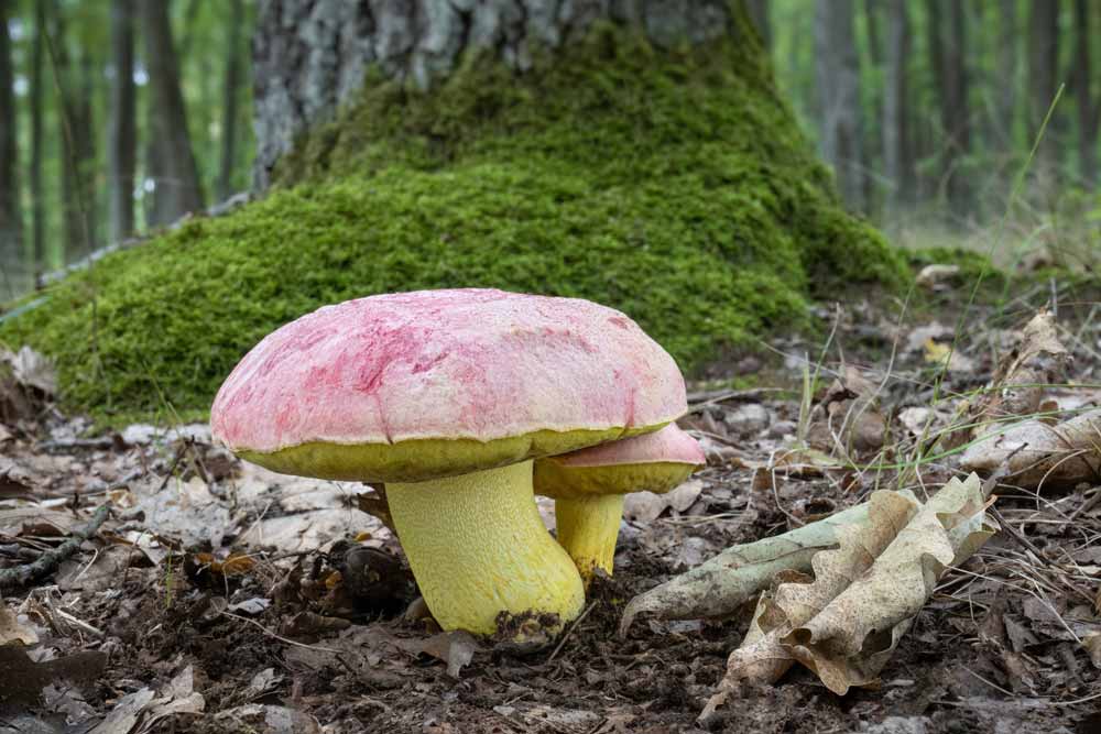 Na višku gobarske sezone napovedan nadzor: poznate zaščitene vrste?